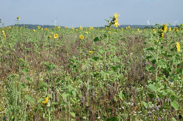 Blühflächen in Schleswig-Holstein Blühflächen in Schleswig-Holstein