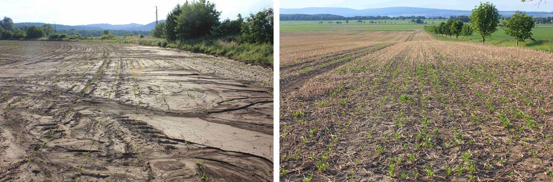 Gegenüberstellung von zwei Feldern: Normalbestellung und Direktsaat von Zuckerrüben auf benachbarten erosionsgefährdeten Standorten in einem Wasserschutzgebiet 